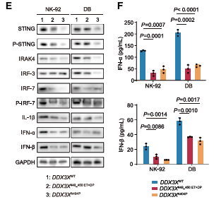 【客户合作文献】DDX3X突变与Epstein-Barr病毒合作诱导R环依赖性肿瘤发生